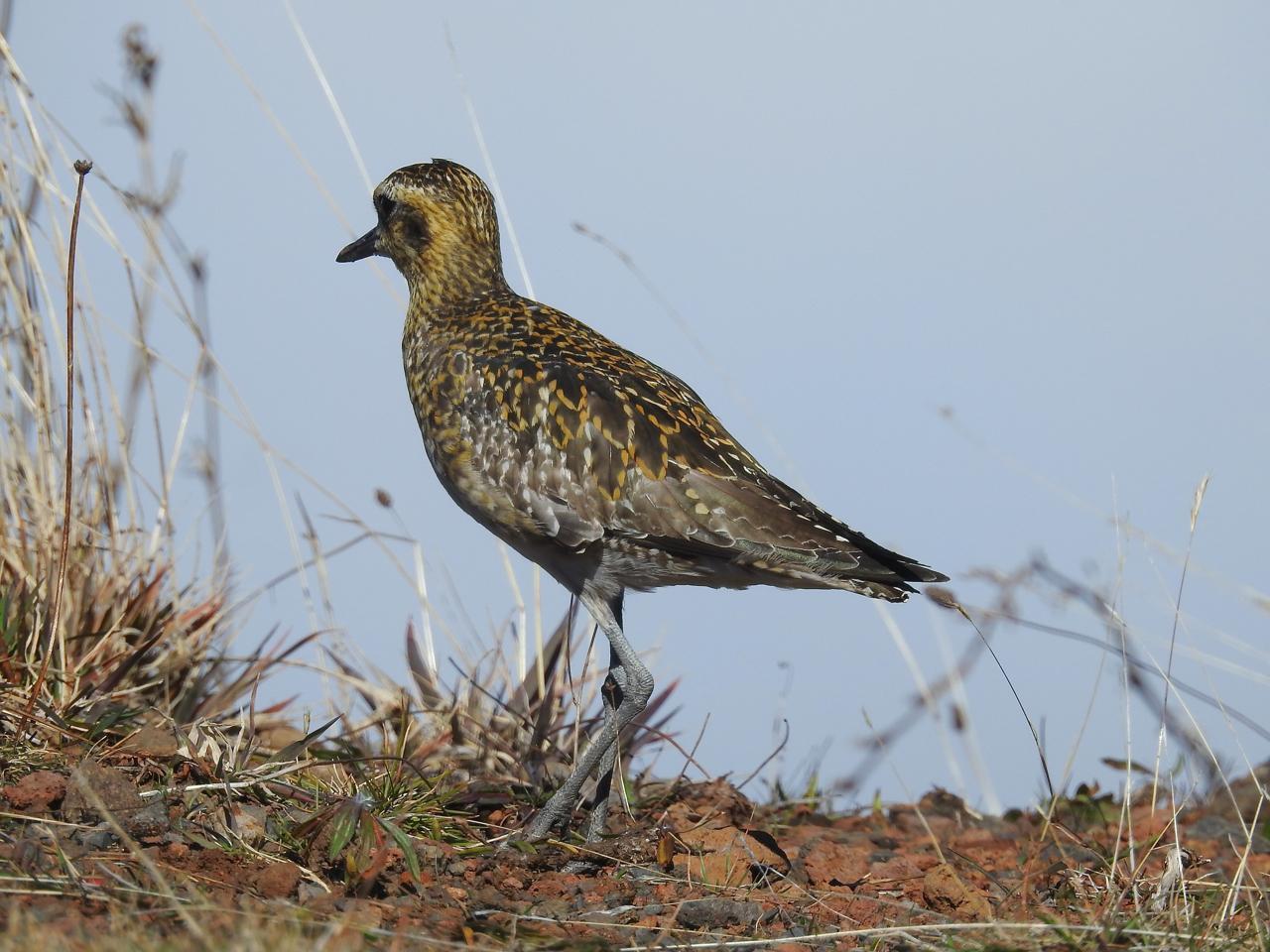 Pacific Golden-Plover Photo by Brian Avent