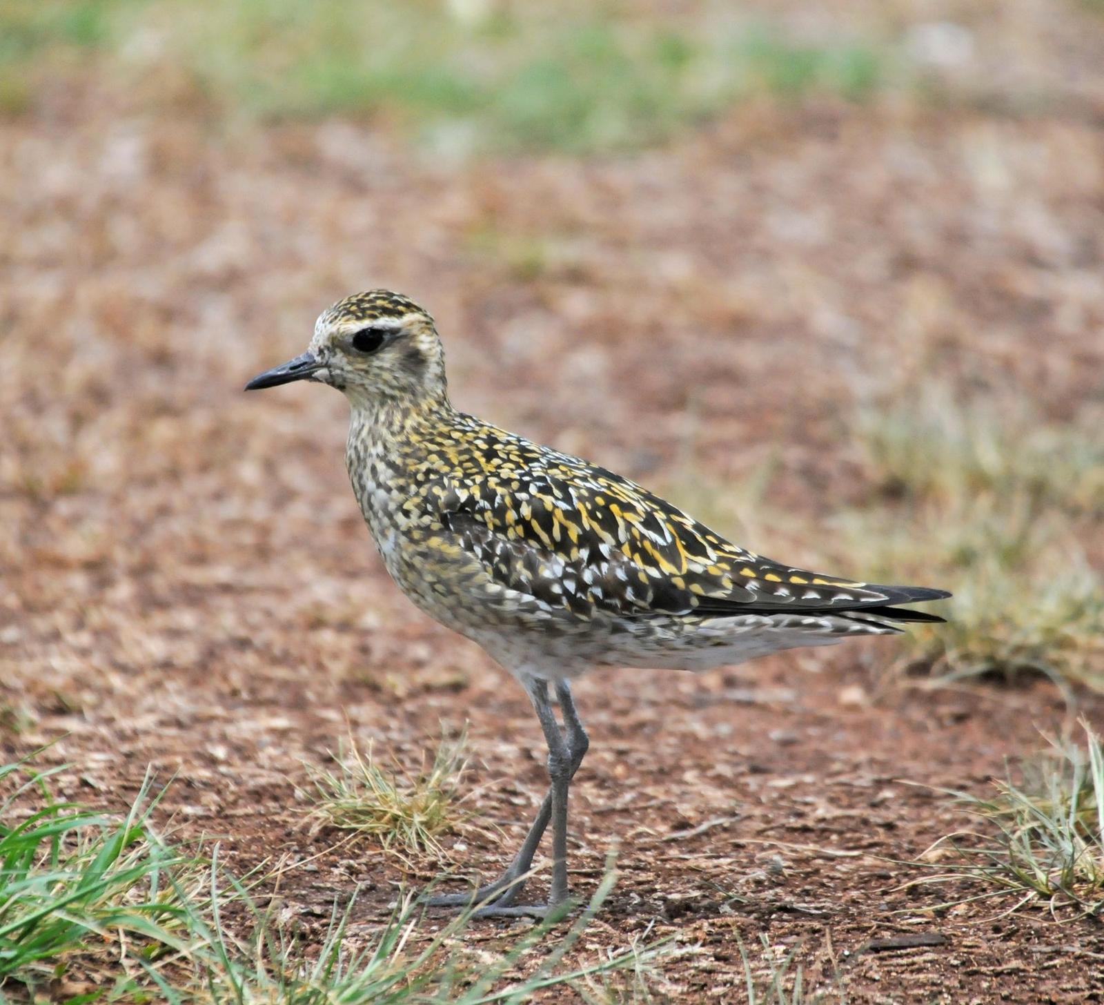Pacific Golden-Plover Photo by Steven Mlodinow