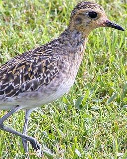 Pacific Golden-Plover Photo by Pete Myers