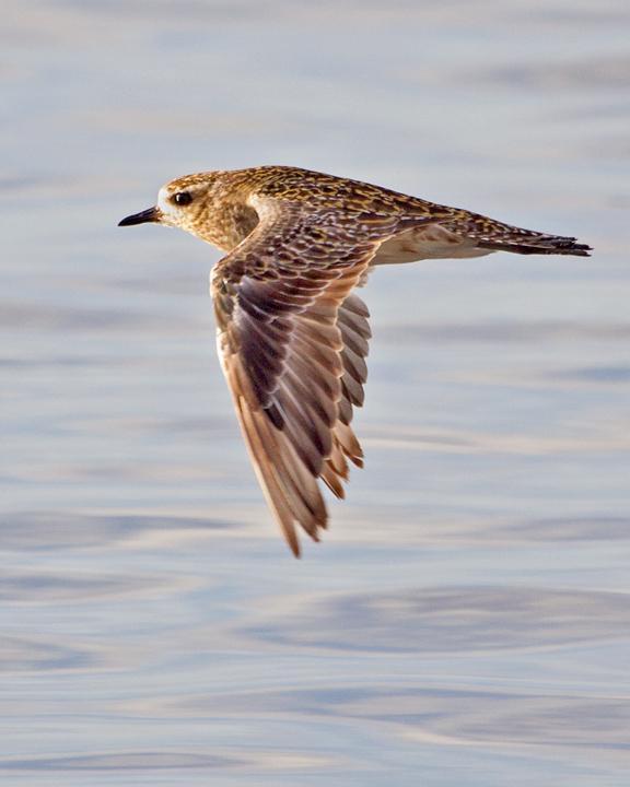 Pacific Golden-Plover Photo by Mat Gilfedder