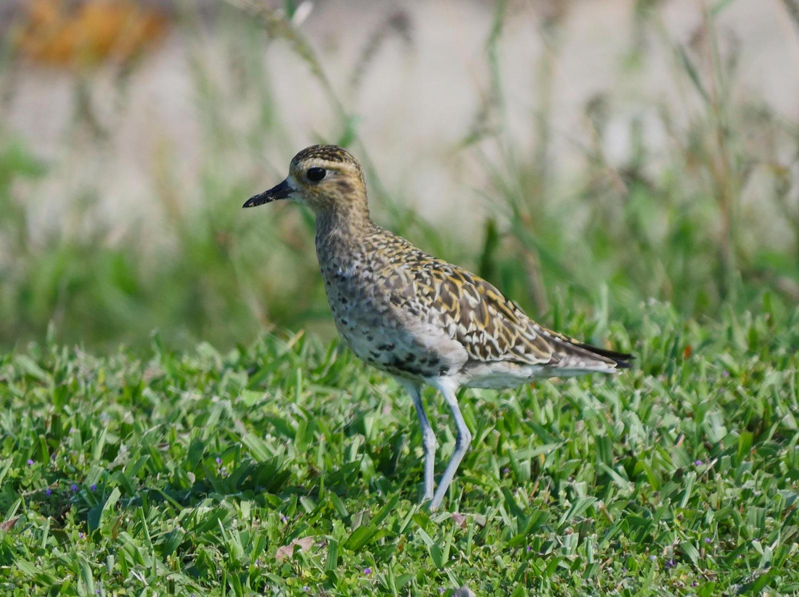 Pacific Golden-Plover Photo by Peter Lowe