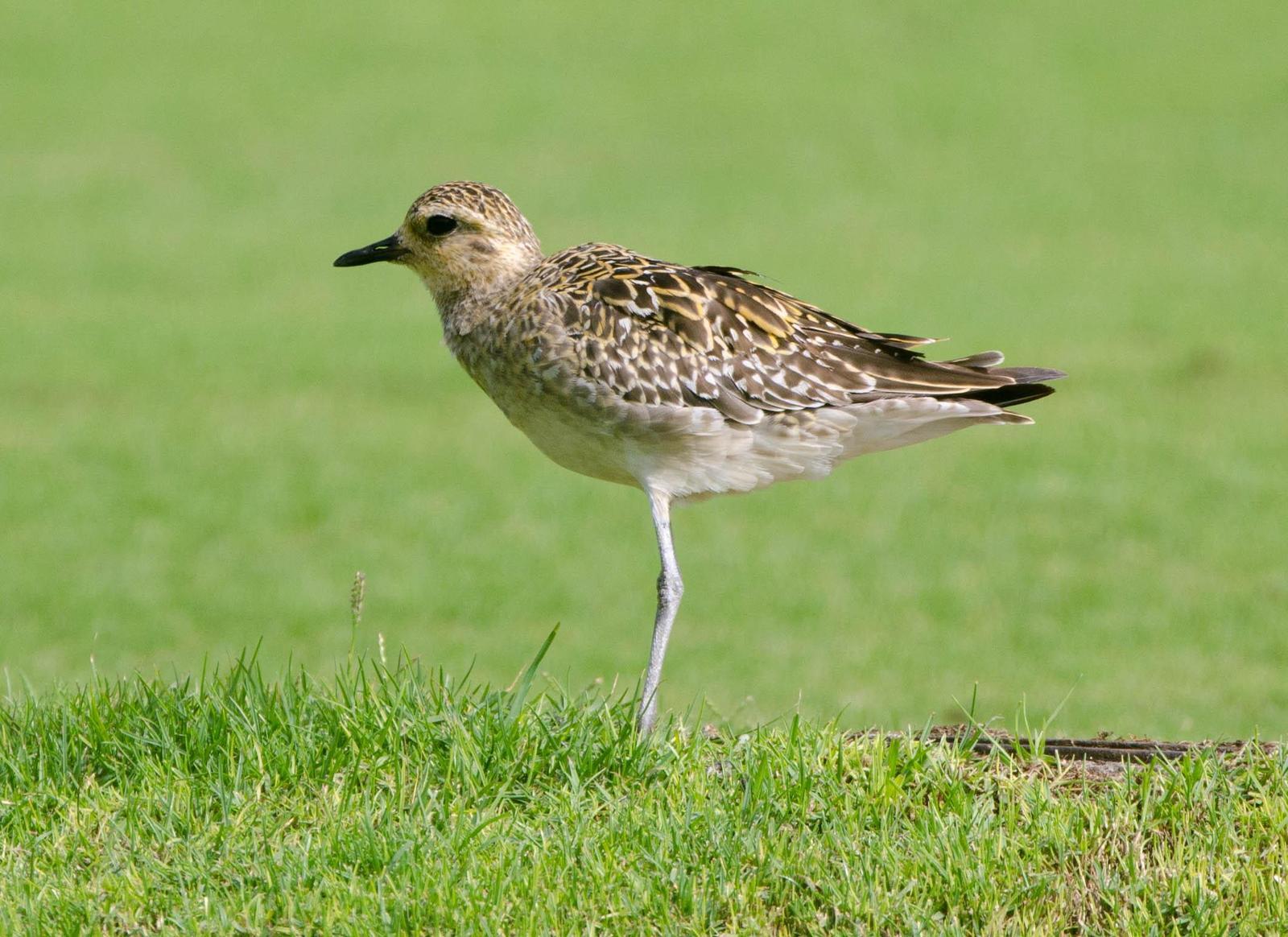 Pacific Golden-Plover Photo by Scott Yerges