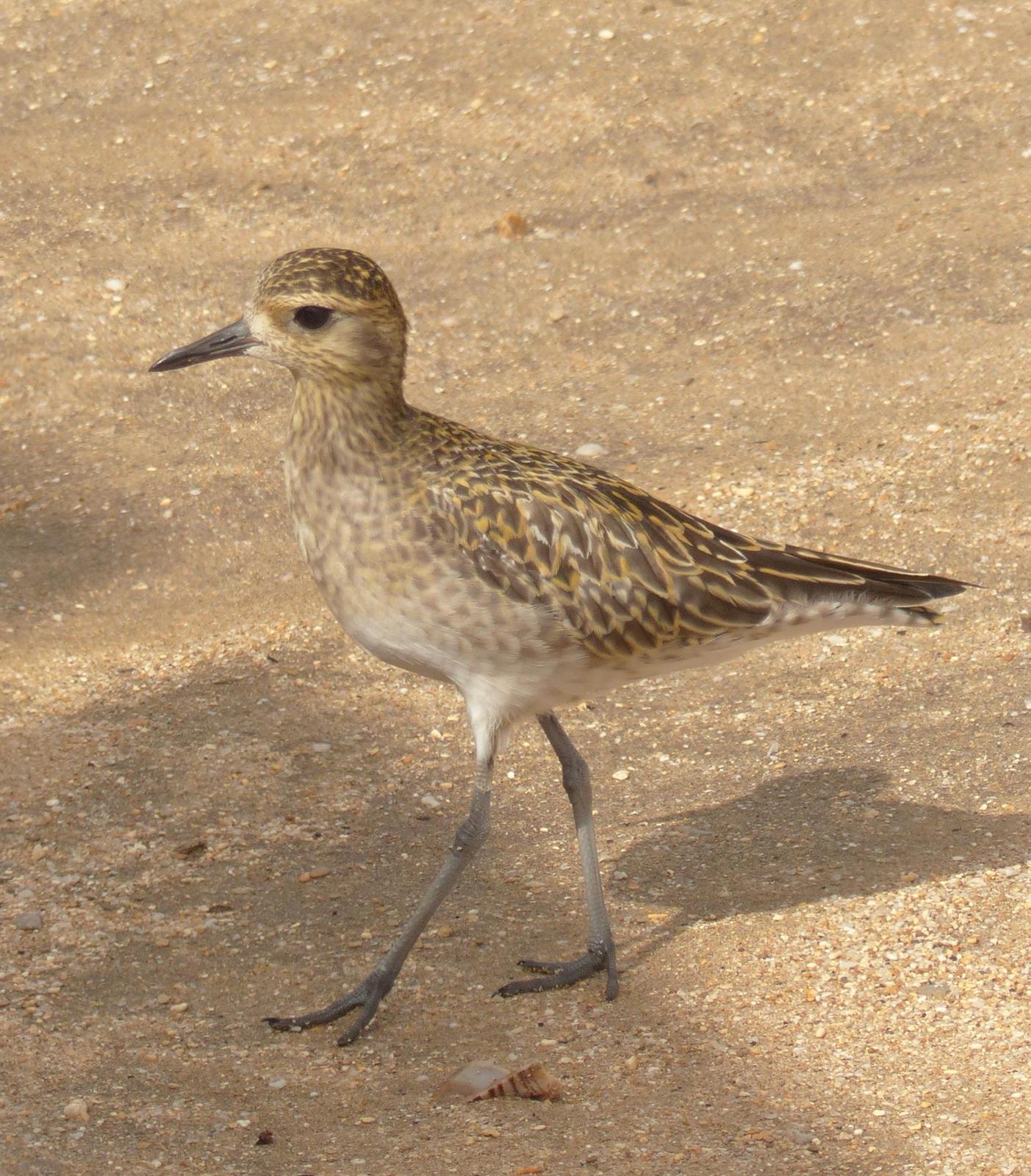 Pacific Golden-Plover Photo by David Bell