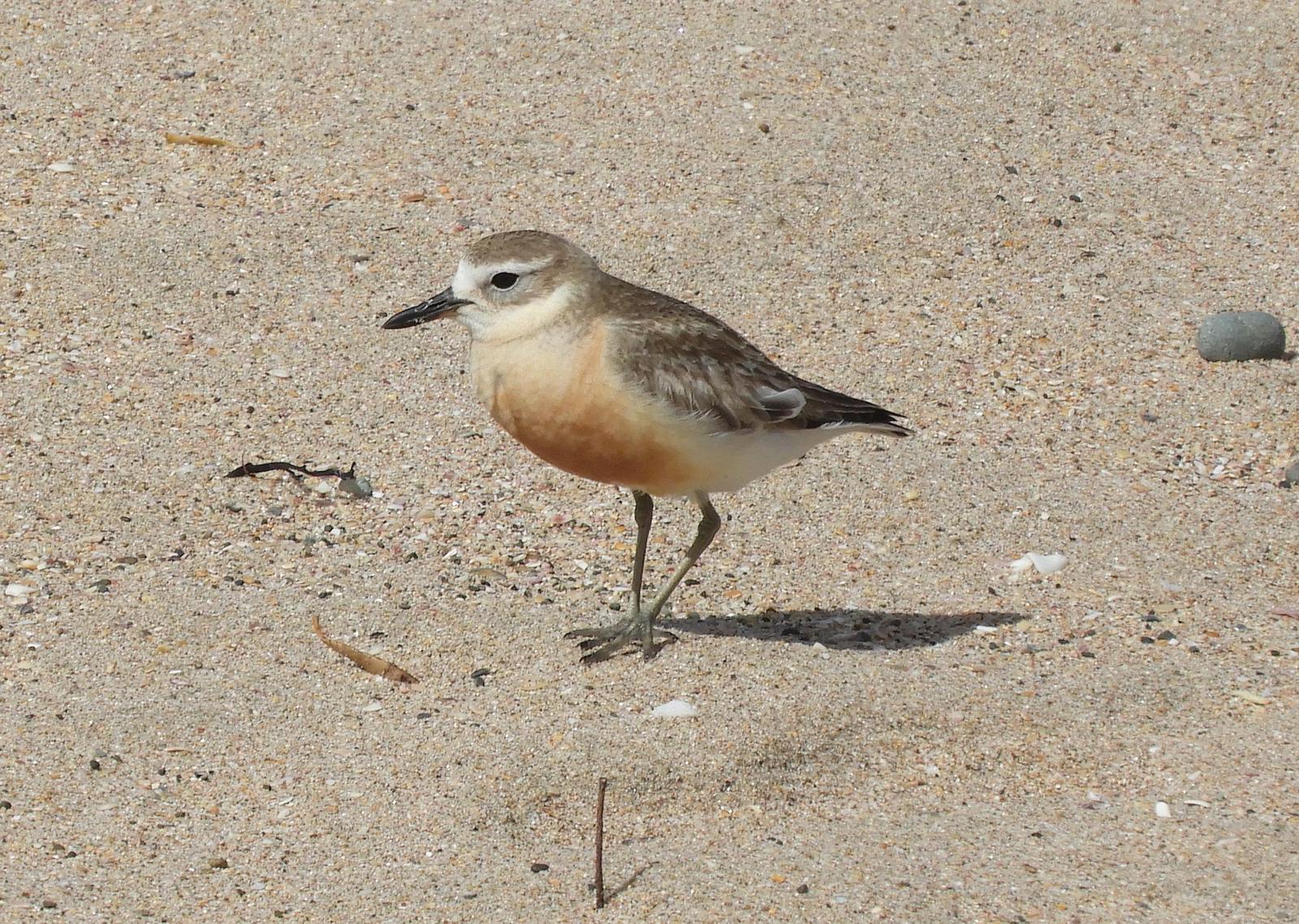 Red-breasted Dotterel Photo by Jeff Harding