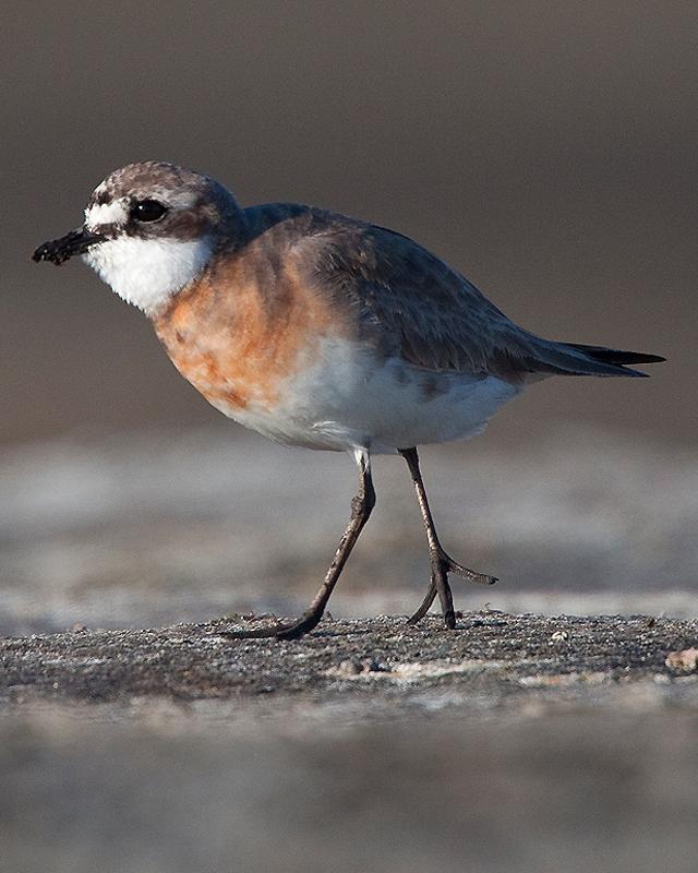 Lesser Sand-Plover Photo by Ryan Shaw