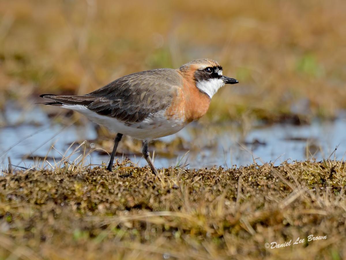 Lesser Sand-Plover Photo by Dan Brown