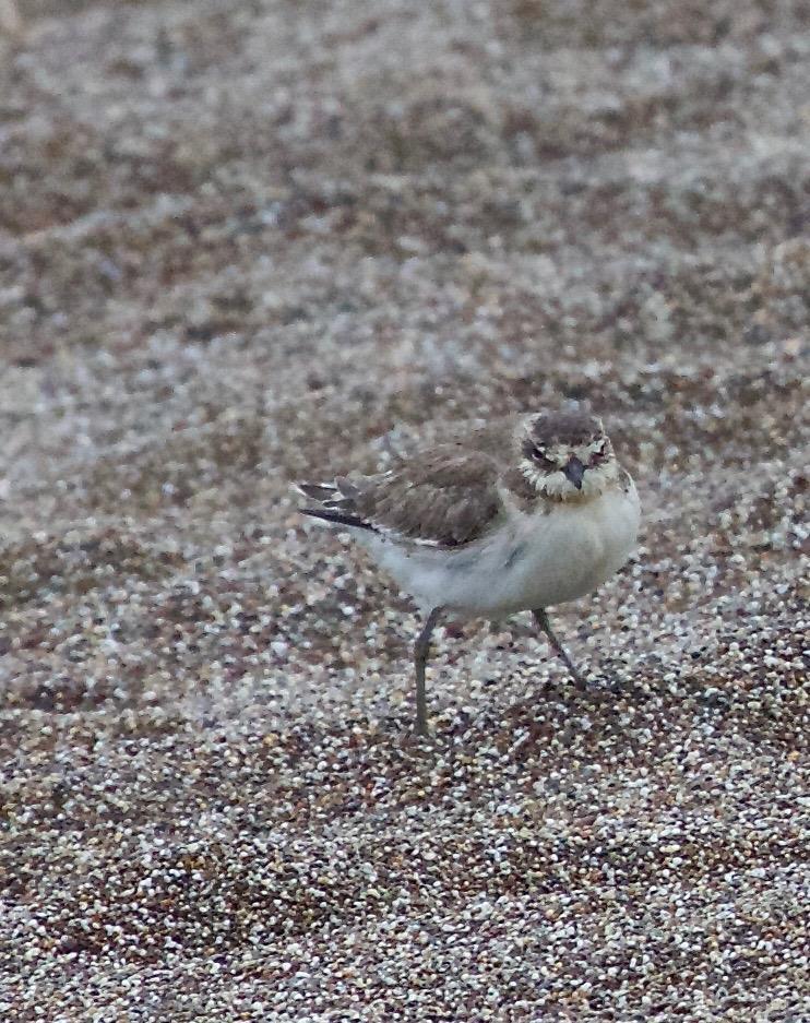 Lesser Sand-Plover Photo by Rob O'Donnell