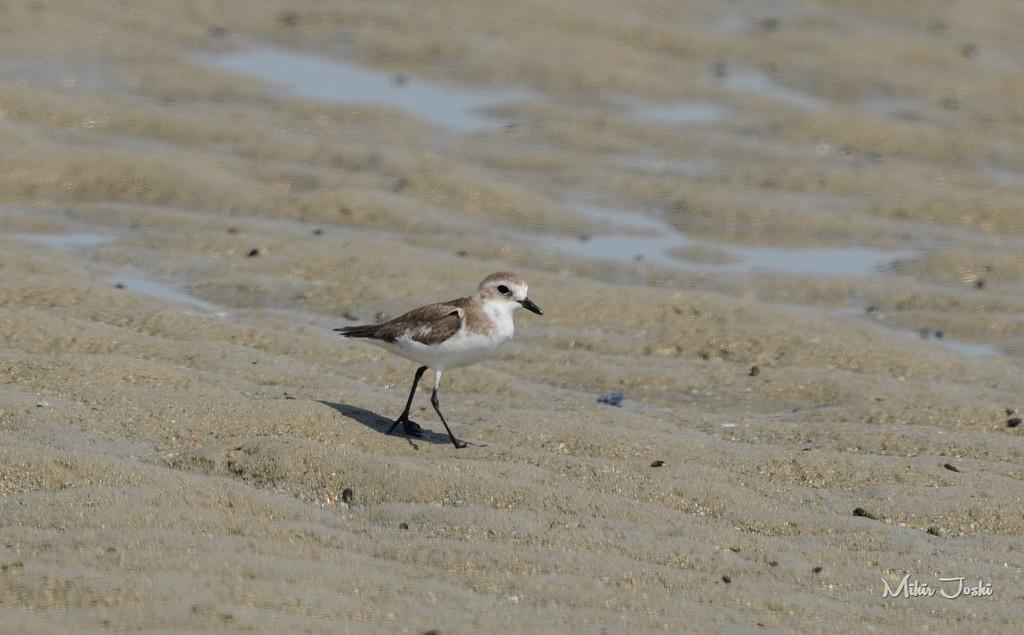 Lesser Sand-Plover Photo by Mihir Joshi