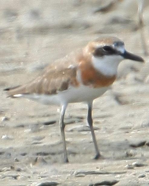 Greater Sand-Plover Photo by Monte Taylor
