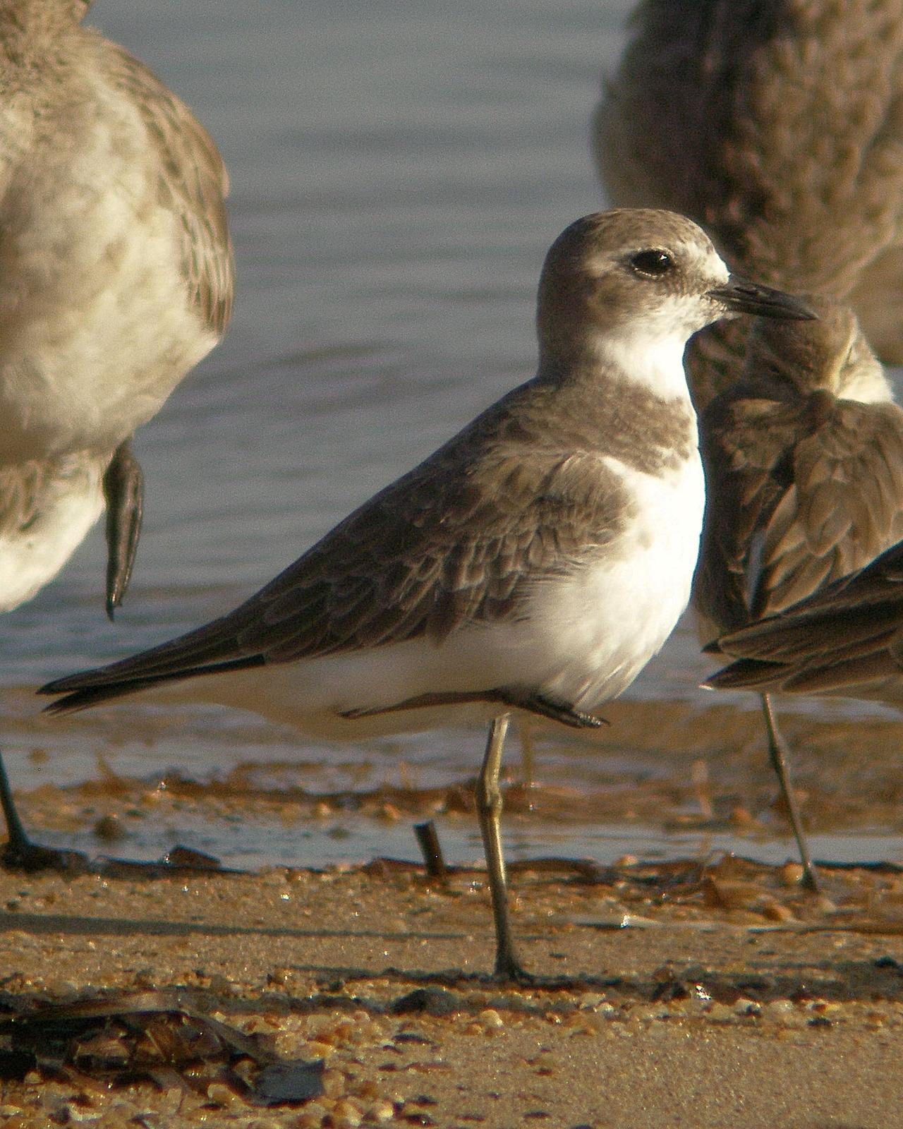 Greater Sand-Plover Photo by Steve Percival