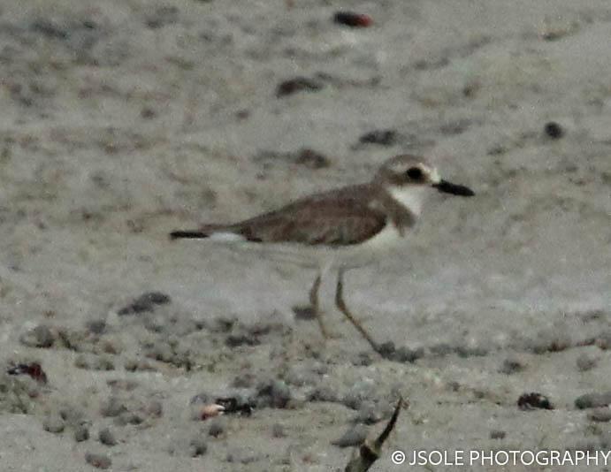 Greater Sand-Plover Photo by Jeffery Sole