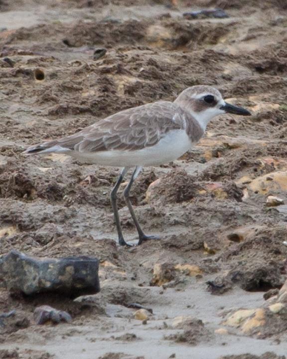Greater Sand-Plover Photo by Mat Gilfedder
