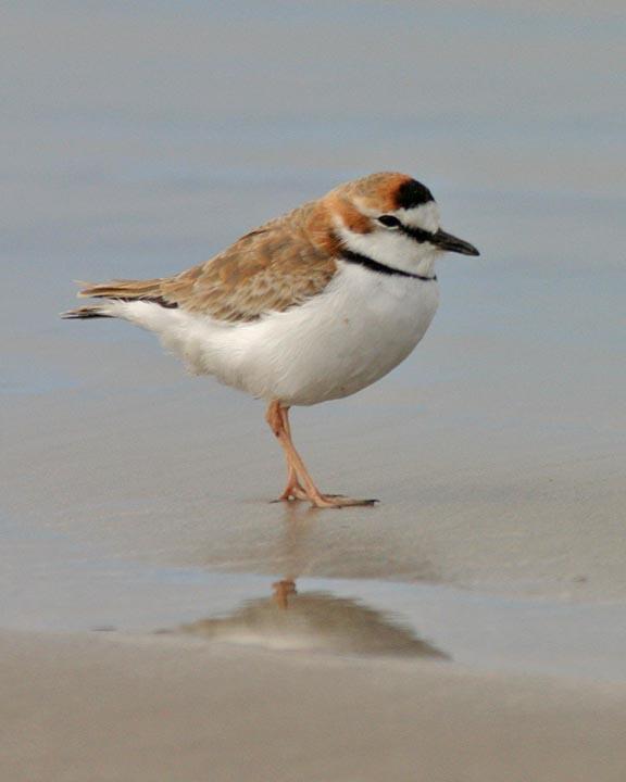 Collared Plover Photo by Peter Boesman