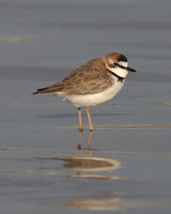 Collared Plover Photo by Peter Boesman