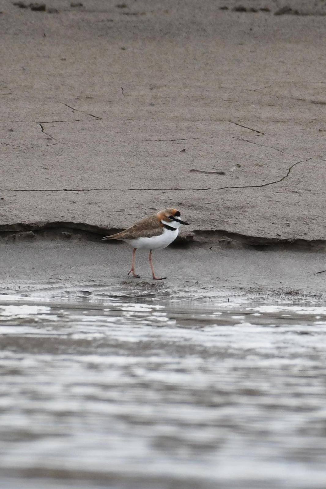 Collared Plover Photo by Ann Doty