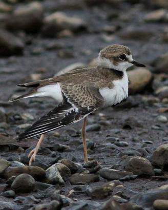 Collared Plover Photo by Michael L. P. Retter