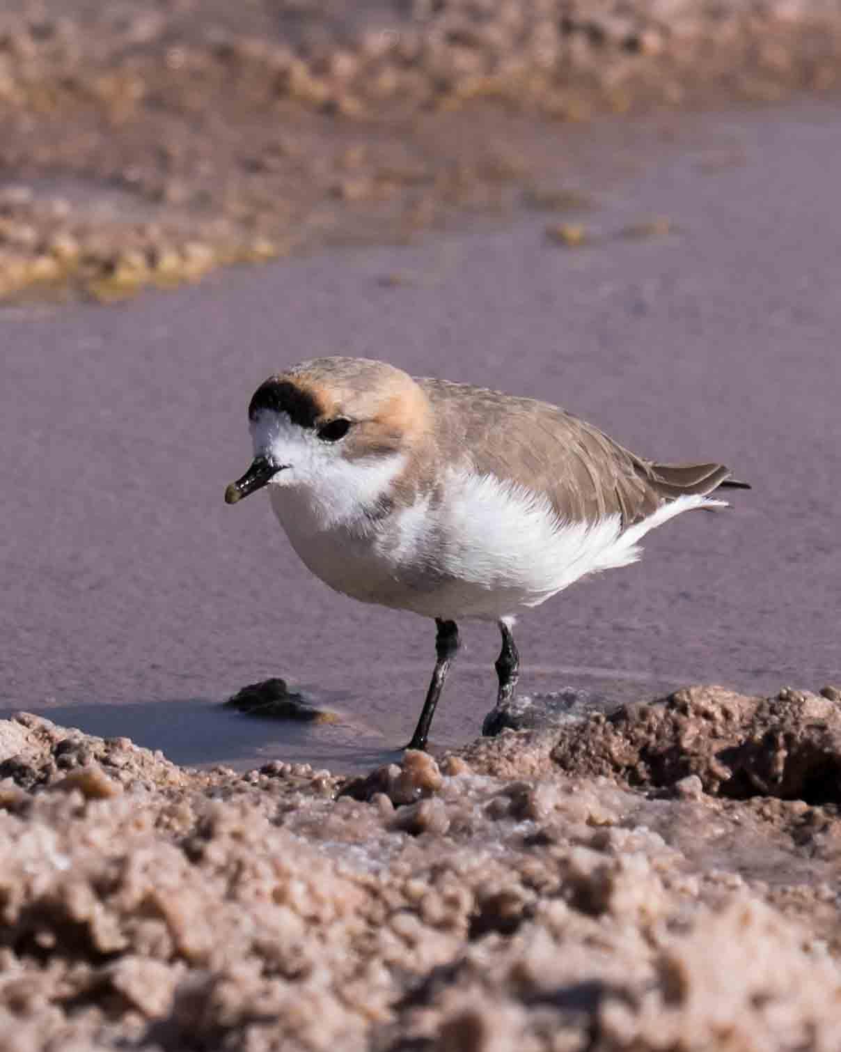 Puna Plover Photo by Bob Hasenick