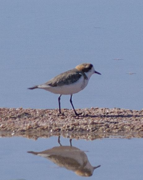 Puna Plover Photo by Lee Harding