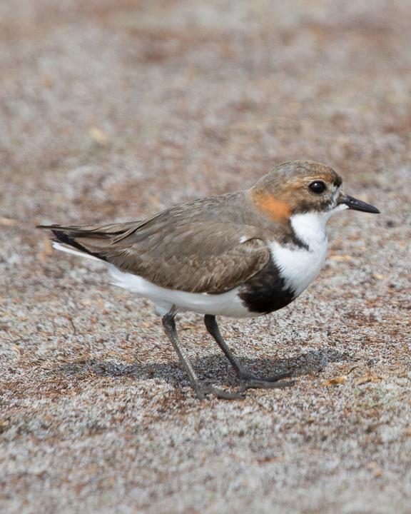 Two-banded Plover Photo by Robert Lewis
