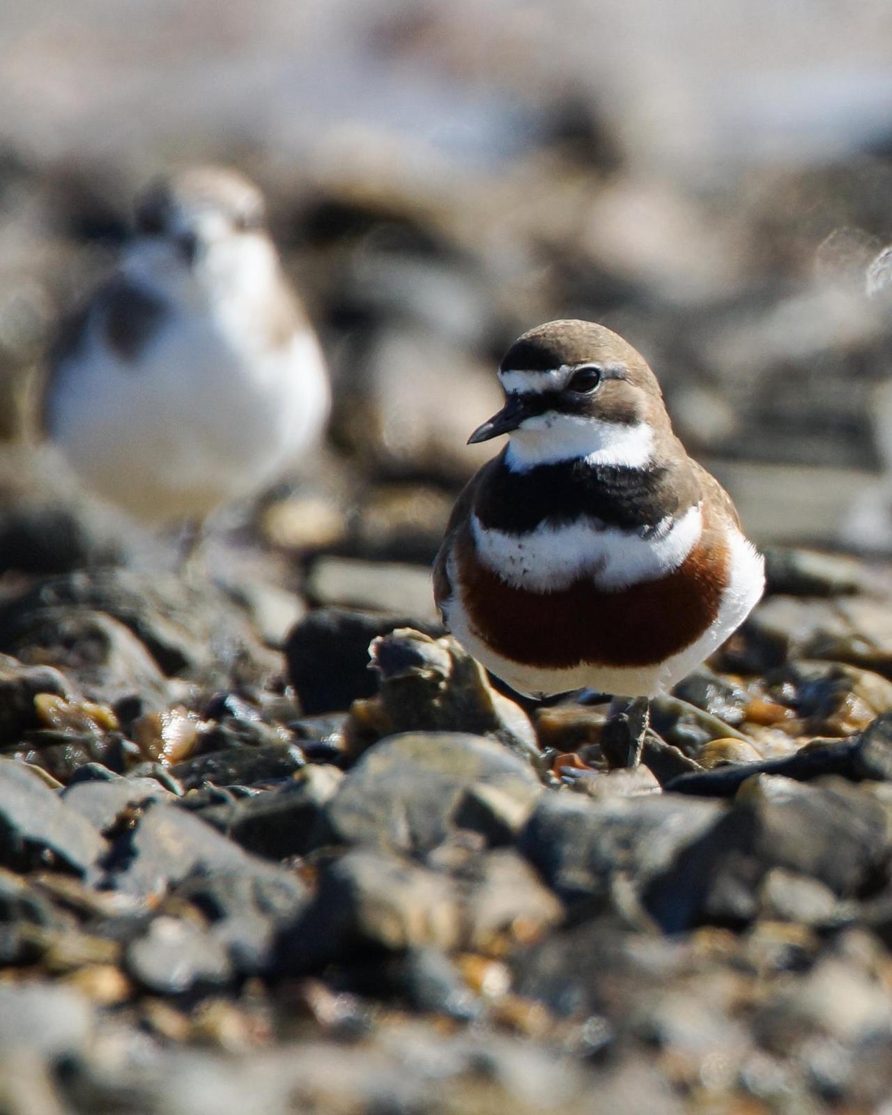 Double-banded Plover Photo by Steve Percival