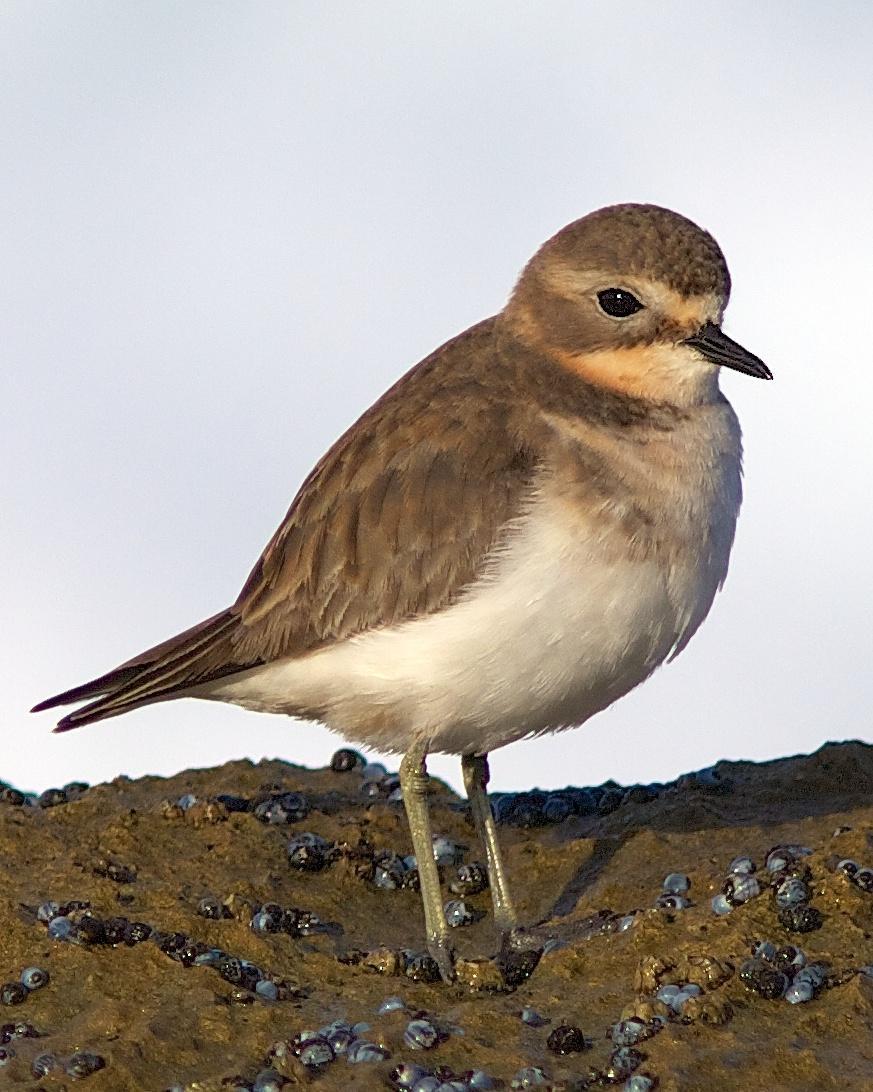 Double-banded Plover Photo by Luke Shelley