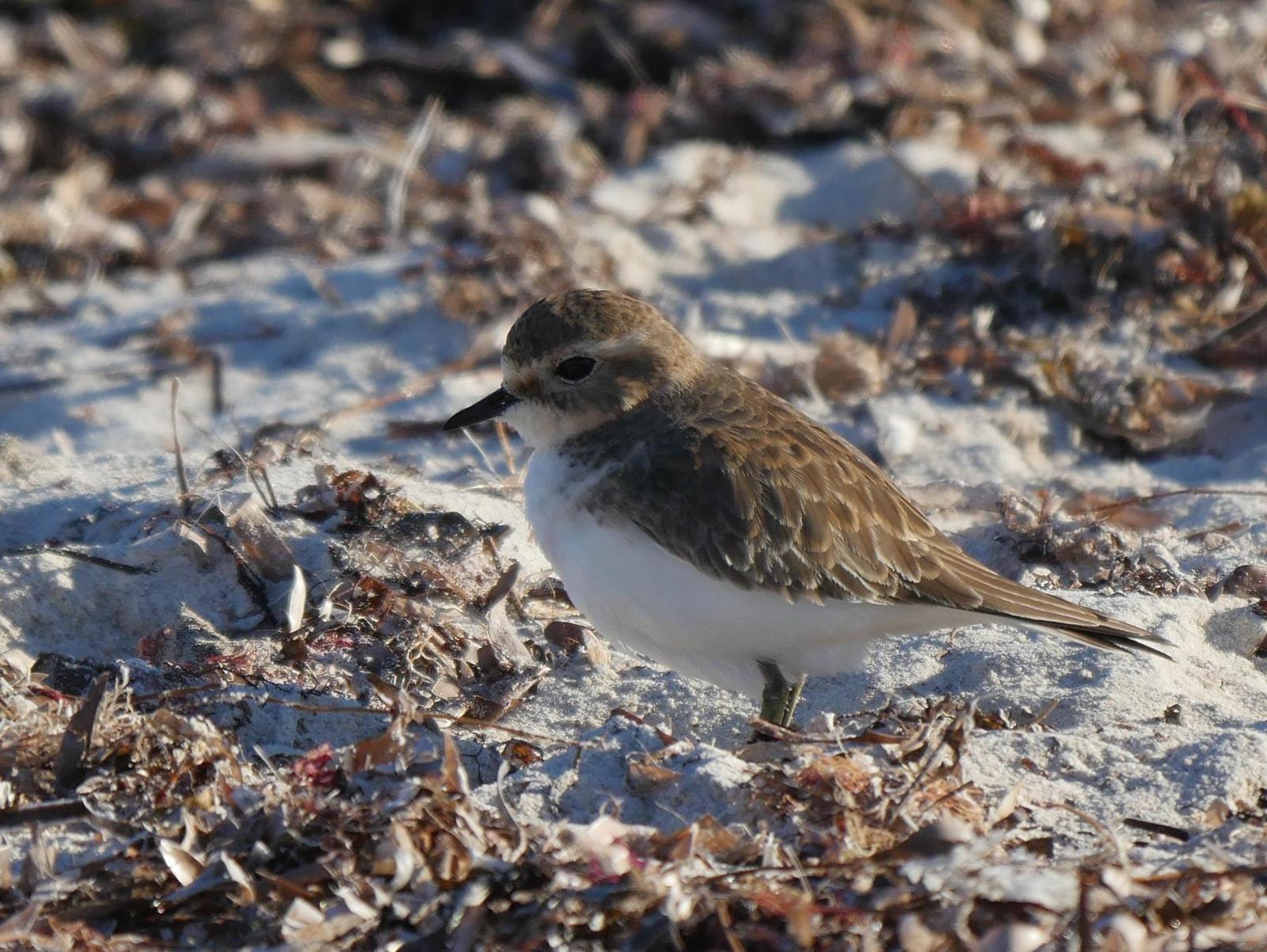 Double-banded Plover Photo by Peter Lowe