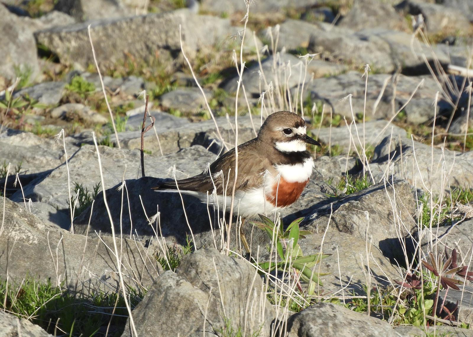 Double-banded Plover Photo by Jeff Harding