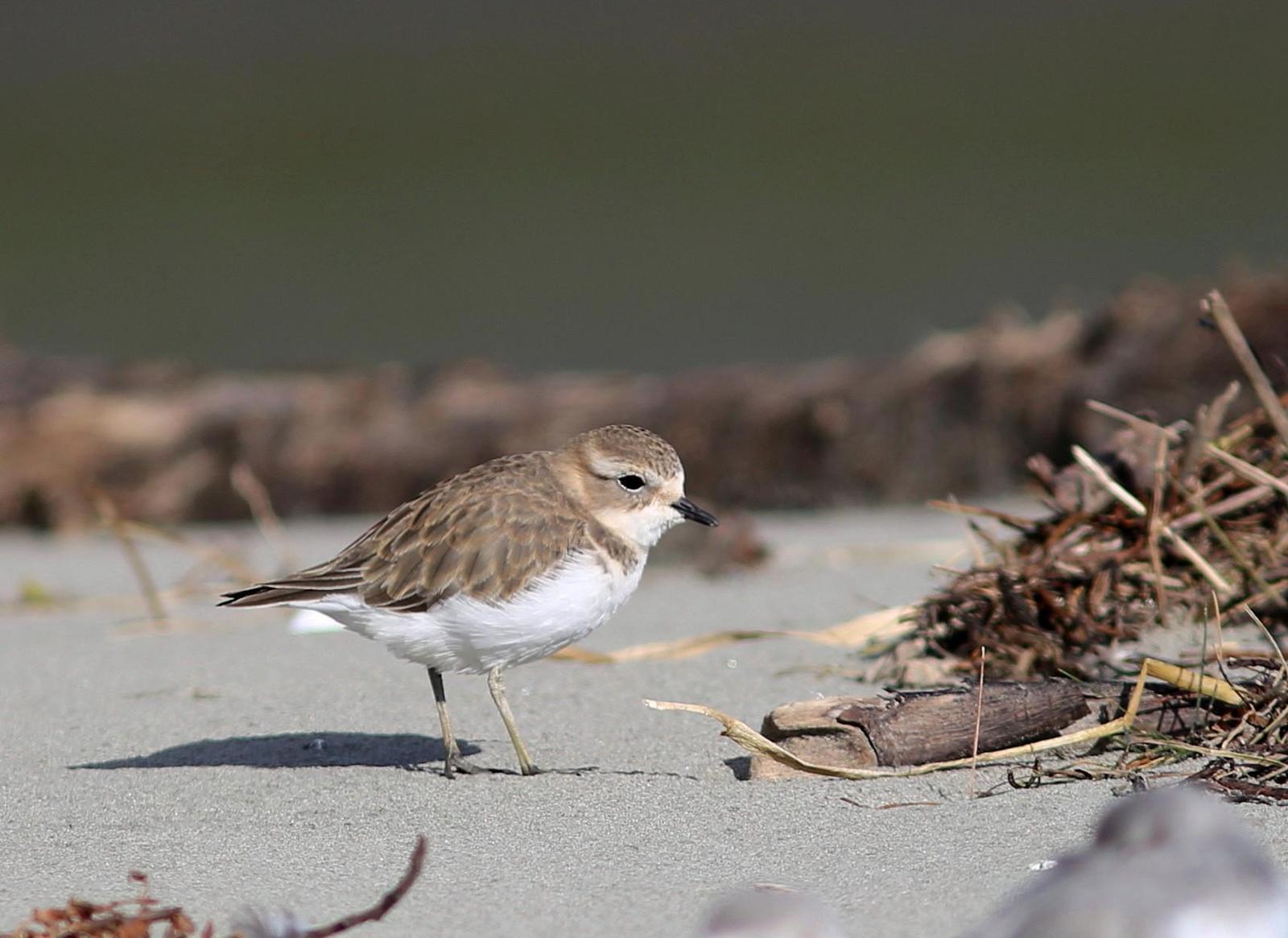 Double-banded Plover Photo by Rohan van Twest