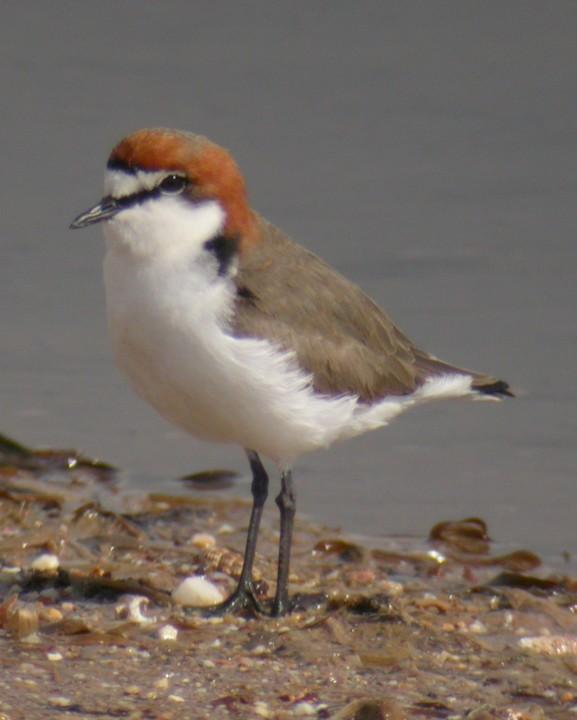 Red-capped Plover Photo by Mat Gilfedder