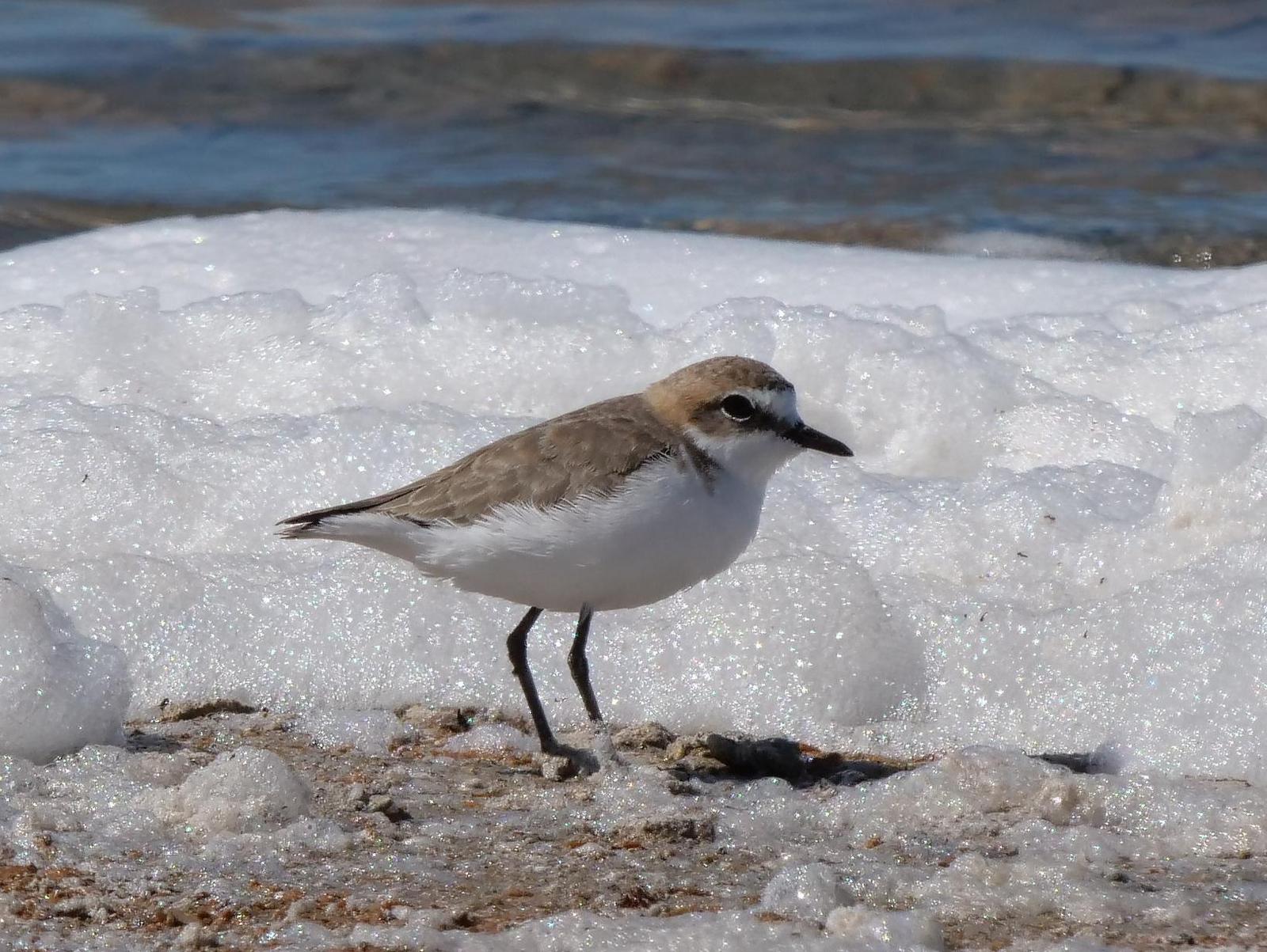 Red-capped Plover Photo by Peter Lowe