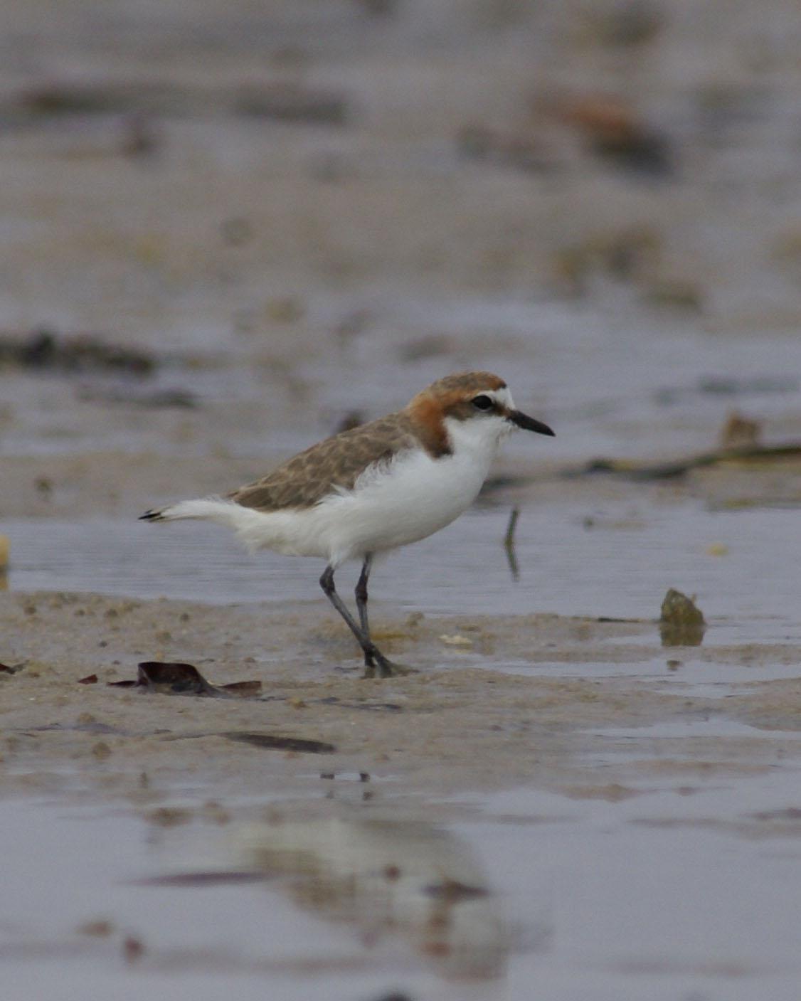 Red-capped Plover Photo by Steve Percival
