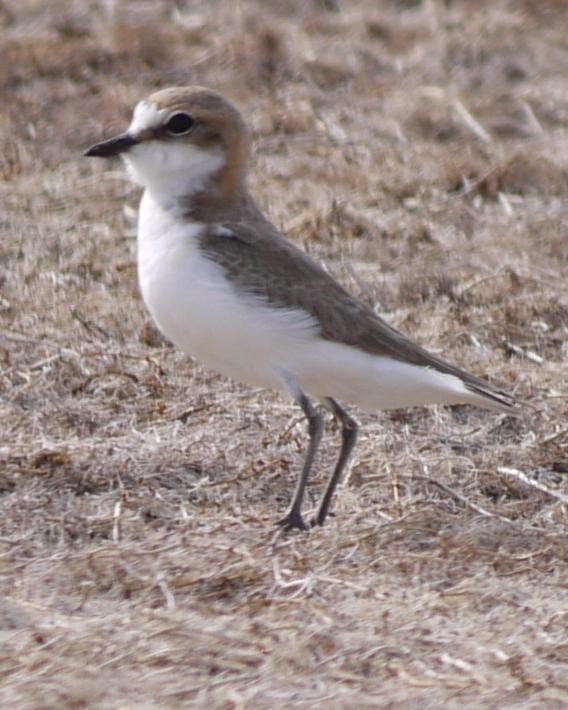 Red-capped Plover Photo by Peter Lowe
