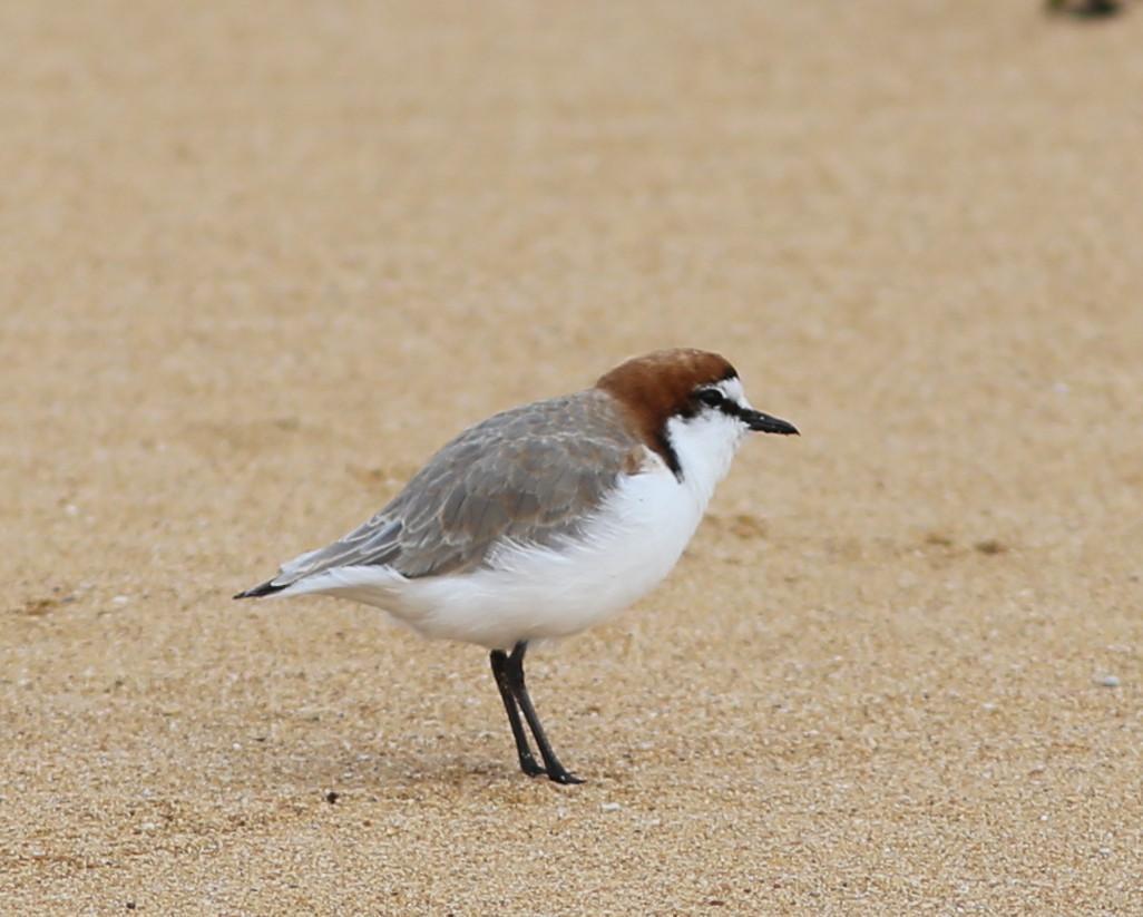 Red-capped Plover Photo by Rohan van Twest