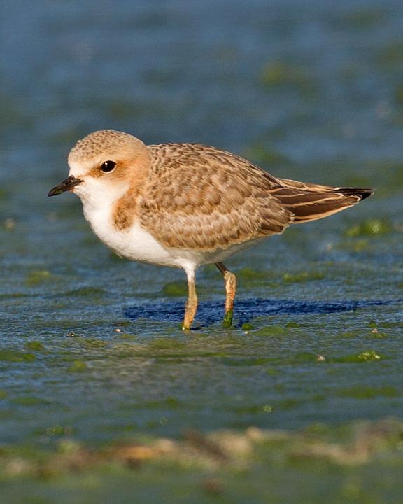 Red-capped Plover Photo by Mat Gilfedder