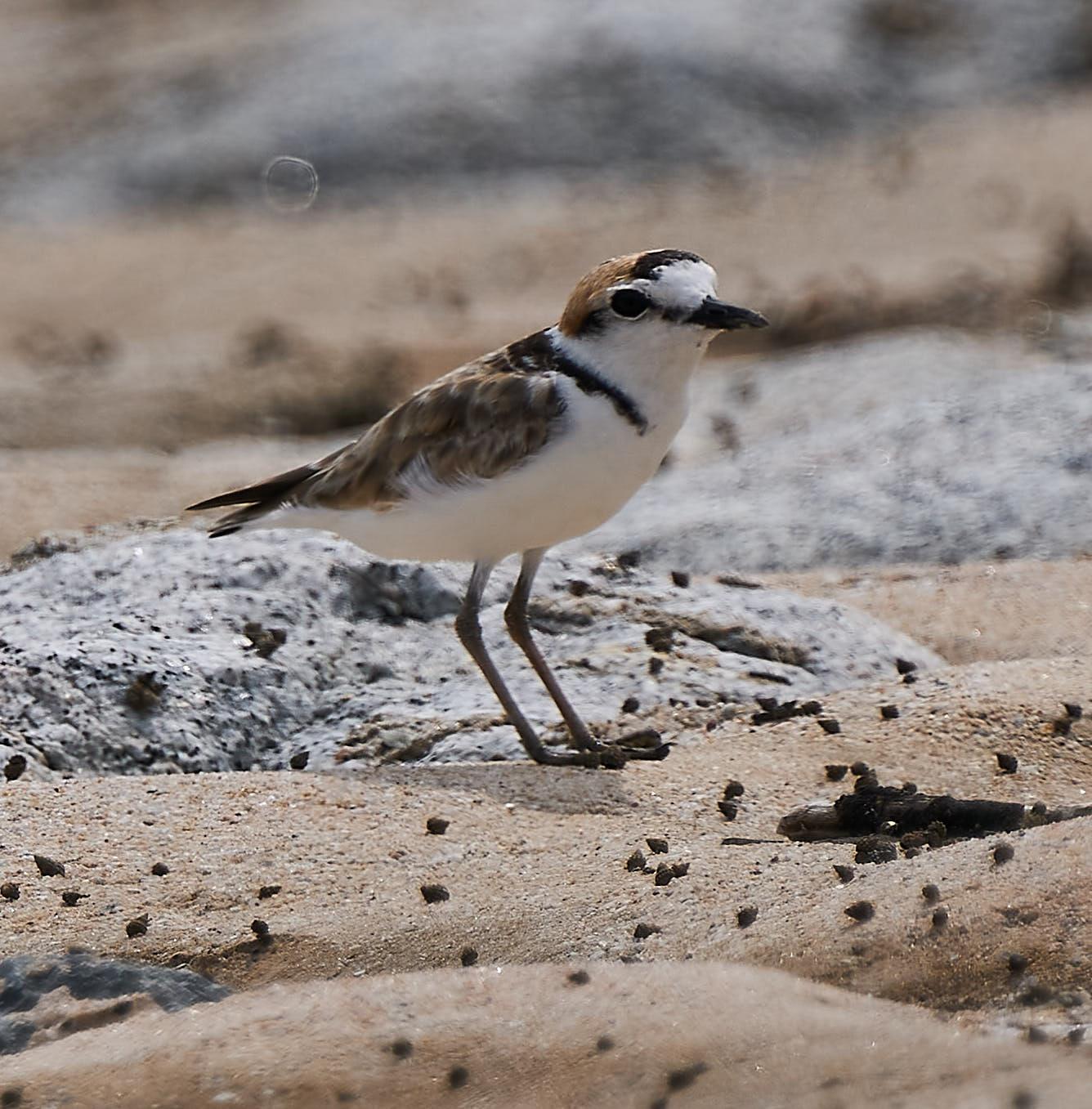 Malaysian Plover Photo by Steven Cheong