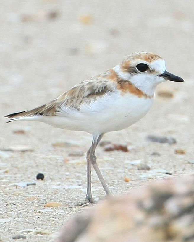 Malaysian Plover Photo by Monte Taylor