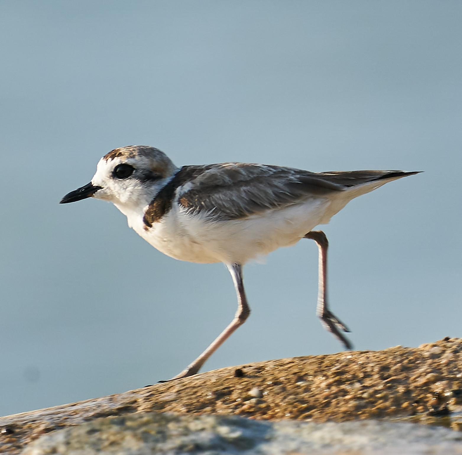 Malaysian Plover Photo by Steven Cheong