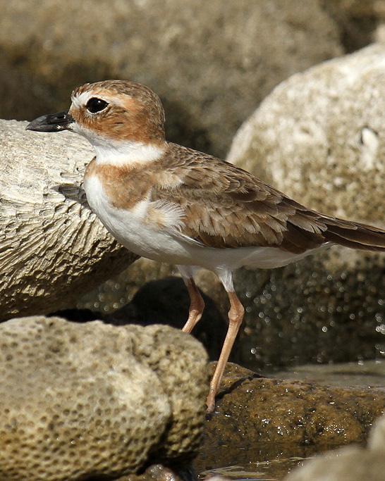 Wilson's Plover Photo by Cathy Sheeter