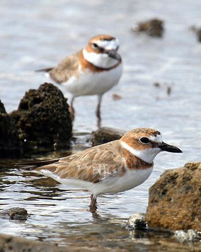Wilson's Plover Photo by Cathy Sheeter
