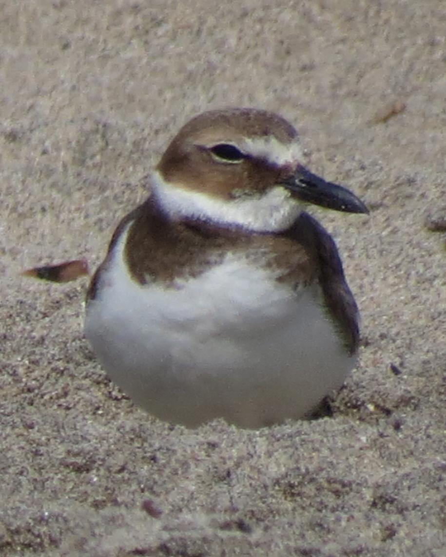 Wilson's Plover Photo by David Bell