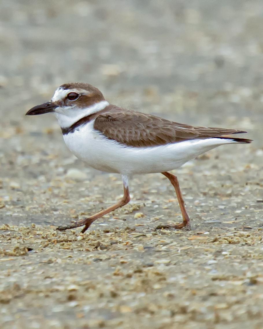 Wilson's Plover Photo by JC Knoll