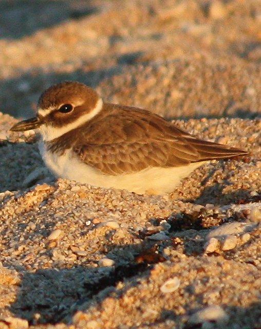 Wilson's Plover Photo by Andrew Core