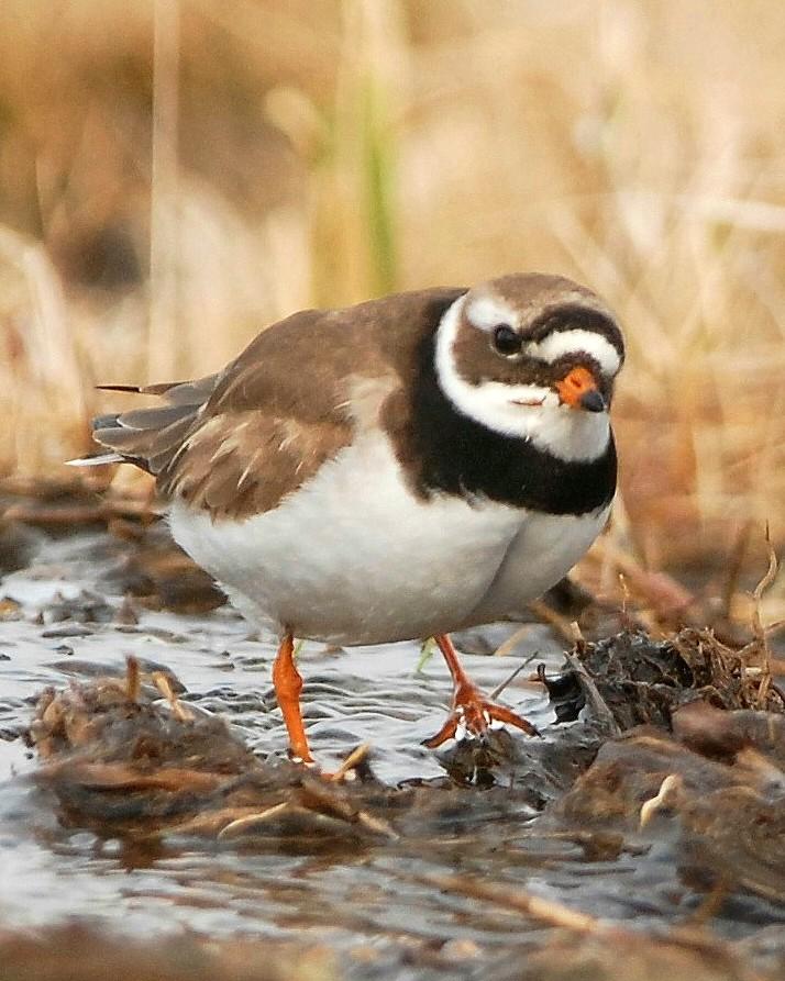 Common Ringed Plover Photo by David Hollie