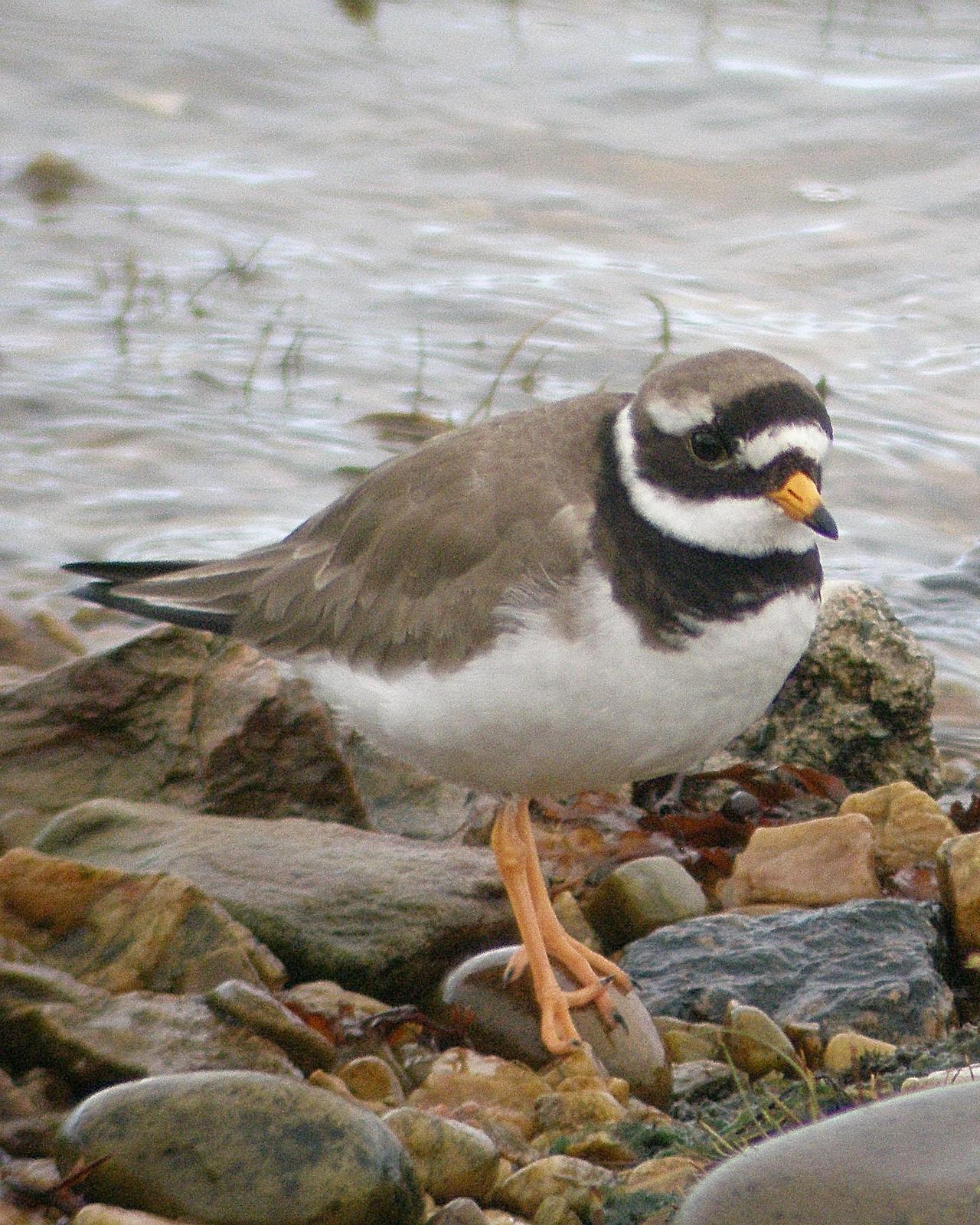 Common Ringed Plover Photo by Steve Percival