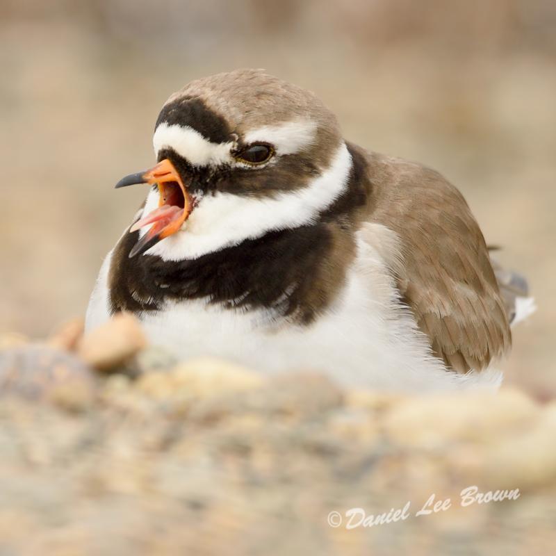 Common Ringed Plover Photo by Dan Brown