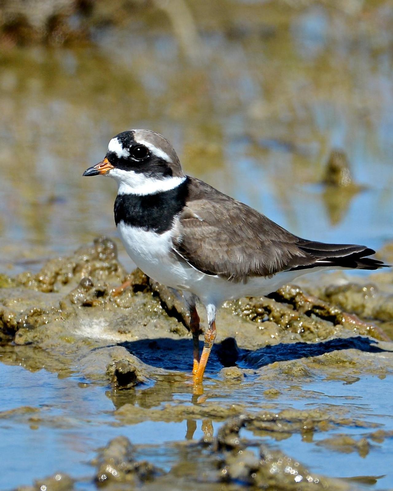 Common Ringed Plover Photo by Gerald Friesen