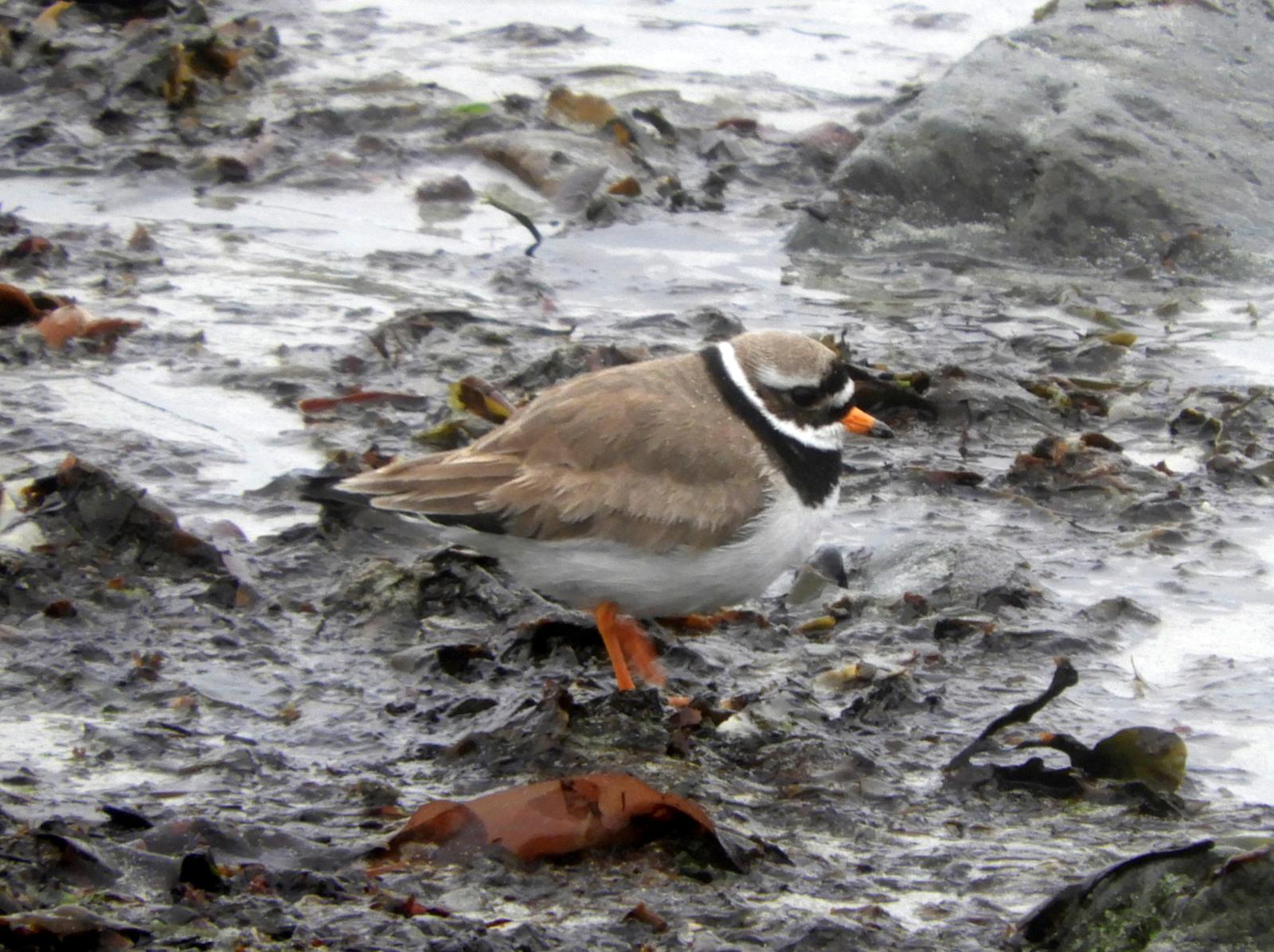 Common Ringed Plover Photo by Jeff Harding