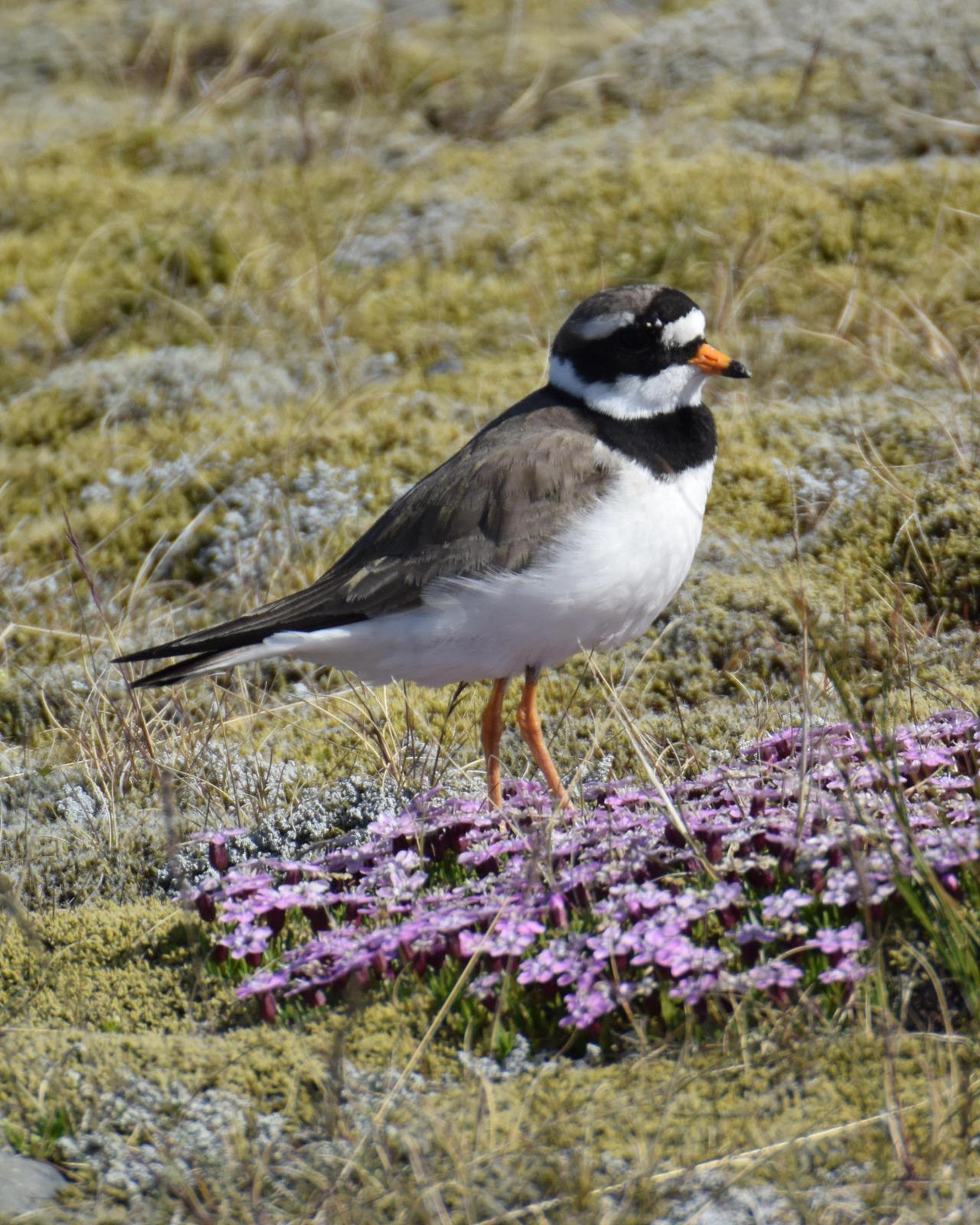 Common Ringed Plover Photo by Emily Percival