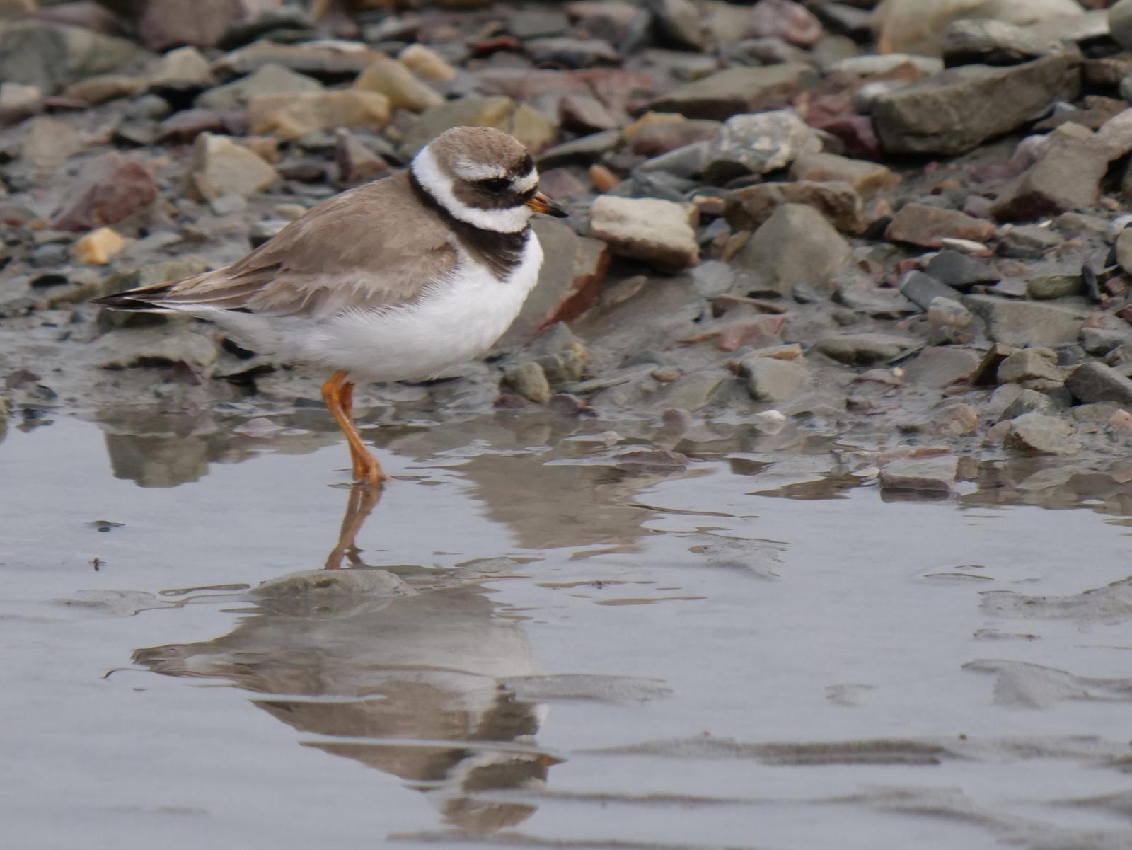 Common Ringed Plover Photo by Peter Lowe
