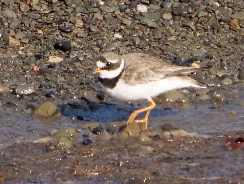 Common Ringed Plover Photo by Peter Lowe